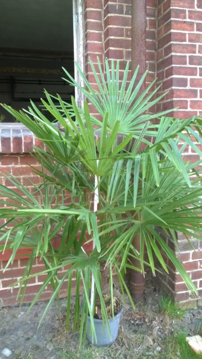 wünderschöne Fächerpalme für tropisches Flair im Garten und Terrasse