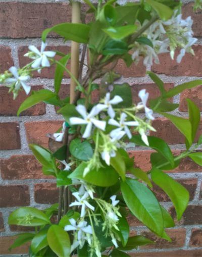 Der immergrüne Sternjasmin mit seinen weißen Blüten wie kleine Windmühlenblätter