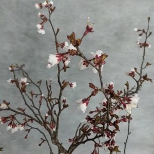 kleinwüchsiger Blütenstrauch mit wunderschönem Kronenaufbau