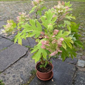 Eichenblatthortensie Ice Crystal®