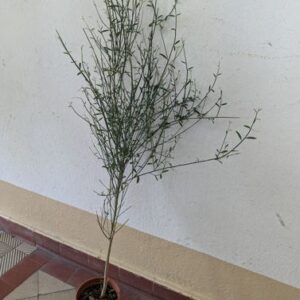 Spartium junceum - Spanischer Ginster